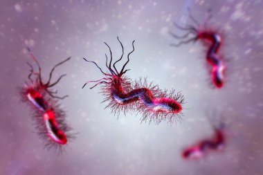 Helicobacter pylori, bakteri kolonileştiren mide ve gastrik ve duodenal ülser ile ilişkili, 3 boyutlu illüstrasyon