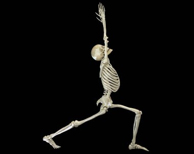 Yoga anatomisi, Savaşçı 1 yoga pozisyonu veya Virabhadrasana. 3 boyutlu illüstrasyon bu yoga pozisyonunda iskelet aktivitesini gösteriyor