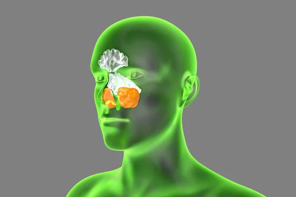 Anatomy Paranasal Sinuses Illustration Showing Human Body Highlighted Maxillary Sinuses — Stock Photo, Image