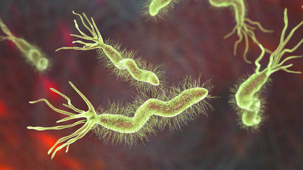 Helicobacter pylori, bacterium colonizing stomach and associated with gastric and duodenal ulcer, 3D illustration