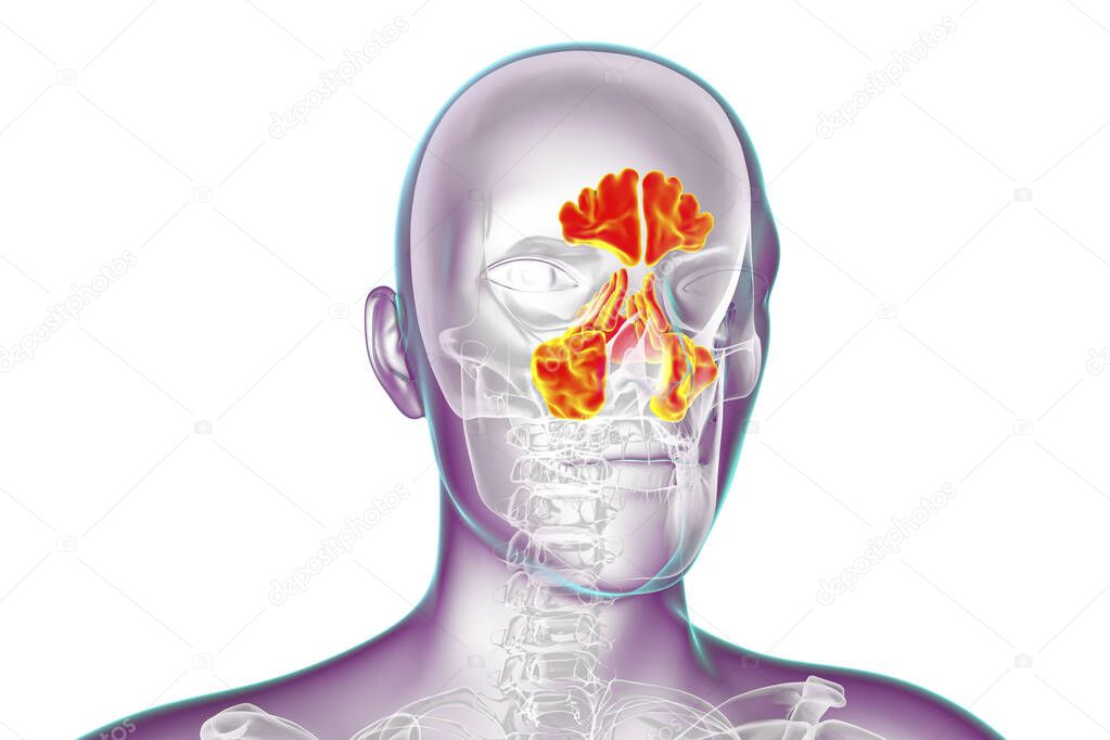 Anatomy of paranasal sinuses. 3D illustration showing male body with skeleton and highlighted paranasal sinuses