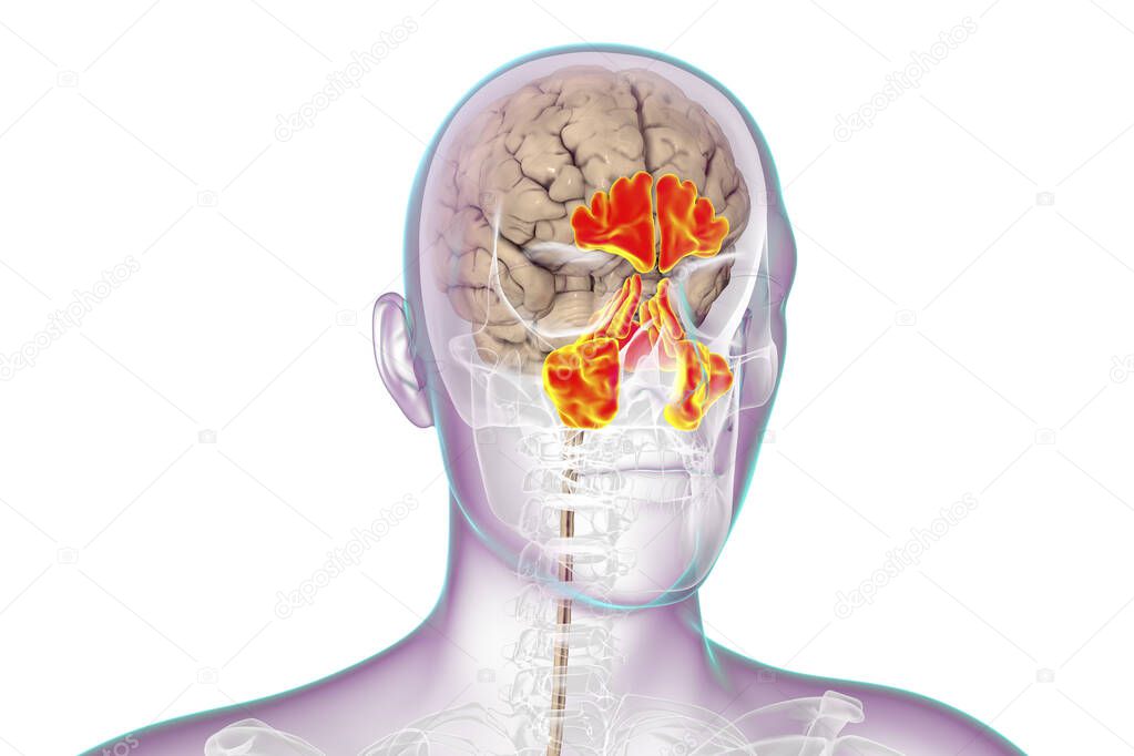 Anatomy of paranasal sinuses. 3D illustration showing male body with skeleton, brain and highlighted paranasal sinuses