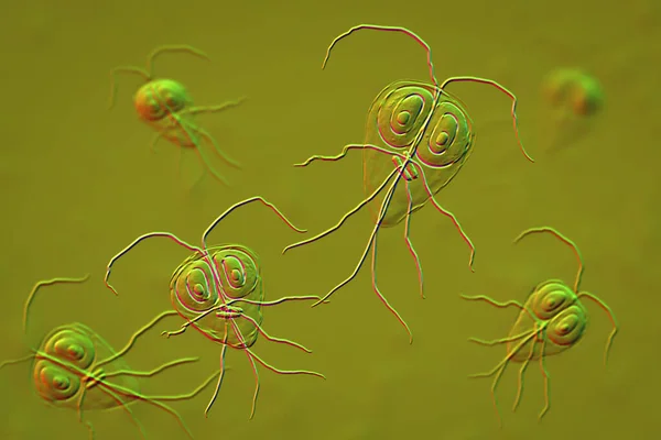 Giardia intestinalis, ayrıca Giardia lamblia, G. duodenalis ve Lamblia intestinalis olarak da bilinir. İnce bağırsaklarda üreyen ve giardiyasyona, 3 boyutlu illüstrasyona neden olan kırbaçlanmış bir parazit.