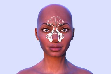 Anatomy of paranasal cavities, 3D illustration showing paranasal sinuses highlighted on a human face clipart
