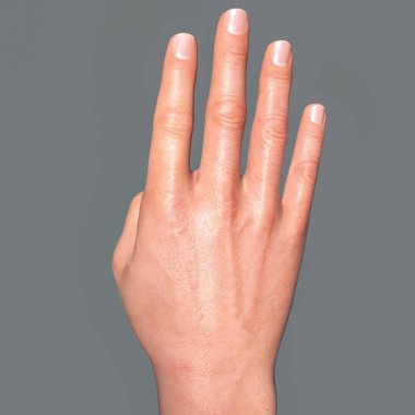 Britanya, Avustralya ve Yeni Zelanda İşaret Dili (BANZSL) 4 numara, 3D illüstrasyon