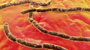 Bakteri Bacillus antrakis, şarbon hastalığının nedensel maddesi, 3 boyutlu animasyon..