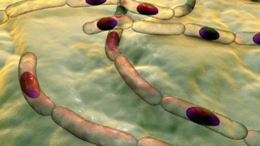 Bakteri Bacillus antrakis, şarbon hastalığının nedensel maddesi, 3 boyutlu animasyon..