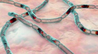 Bakteri Bacillus antrakis, şarbon hastalığının nedensel maddesi, 3 boyutlu animasyon..