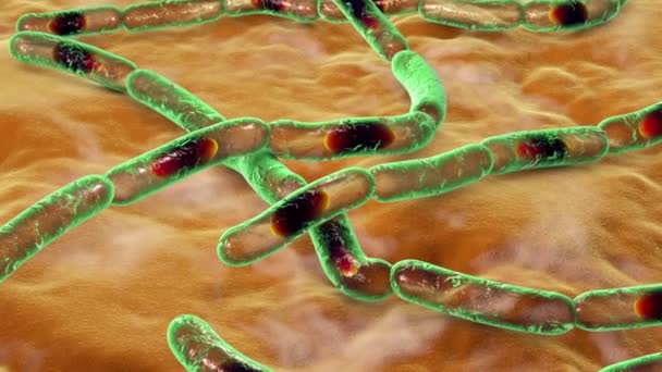 Bakterier Bacillus Anthracis Det Orsakande Ämnet För Mjältbrandssjukdom Animering — Stockvideo