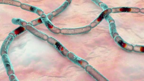Bakteri Bacillus Antrakis Şarbon Hastalığının Nedensel Maddesi Boyutlu Animasyon — Stok video