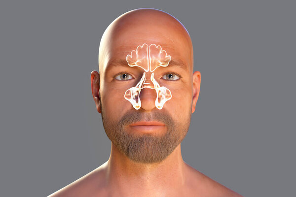 Анатомия параназальных полостей, 3D иллюстрация, показывающая верхнечелюстные, лобные, этмоидные и клиновидные параназальные пазухи, выделенные на мужском лице