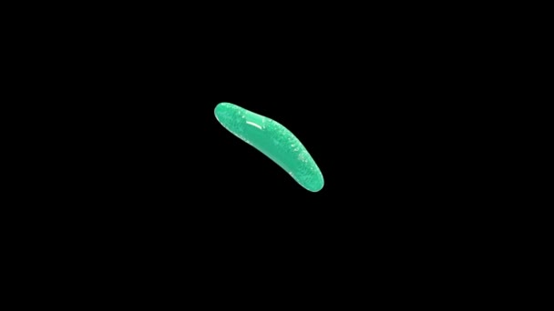 Multiplicación Bacterias Animación — Vídeo de stock