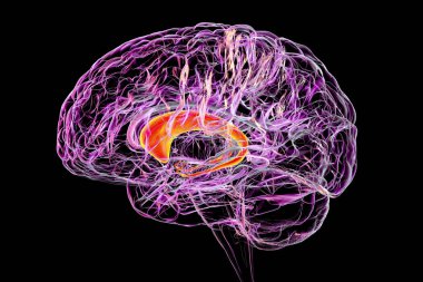 İnsan beyninde dikkat çekici çekirdek, 3 boyutlu illüstrasyon. Tedbir çekirdeği bazal gangliyonun bir bileşenidir, motor süreçleriyle ilişkilendirilir ve Parkinson hastalığında rol oynar.