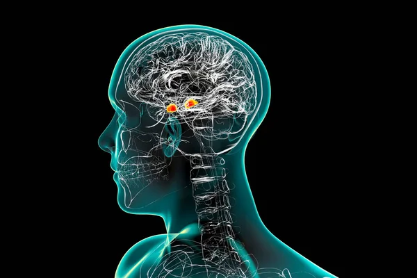 Amygdala Ook Bekend Als Corpus Amygdaloideum Hersenen Illustratie Twee Amandelvormige — Stockfoto