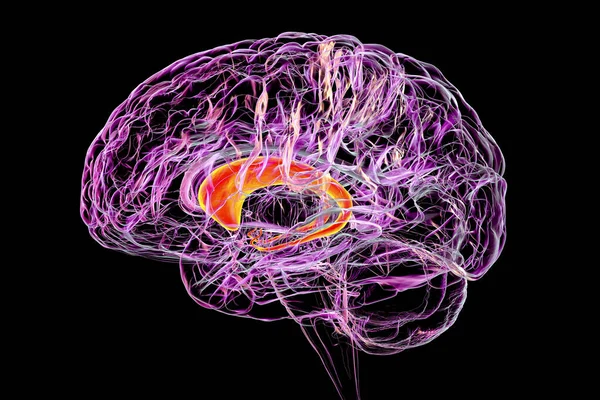 Caudate Nuclei Highlighted Human Brain Illustration Caudate Nucleus Component Basal — Zdjęcie stockowe