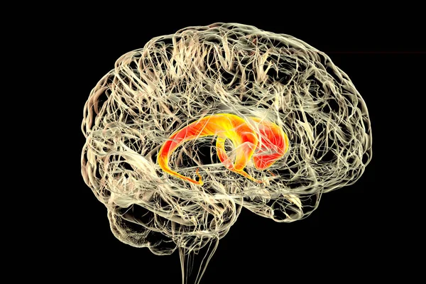 Núcleos Caudatales Resaltados Cerebro Humano Ilustración Núcleo Caudado Componente Los — Foto de Stock