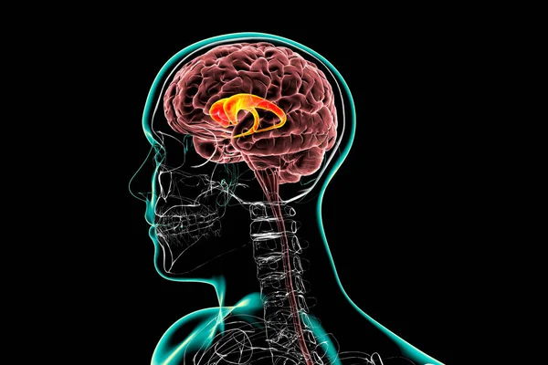Núcleos Caudatales Resaltados Cerebro Humano Ilustración Núcleo Caudado Componente Los —  Fotos de Stock