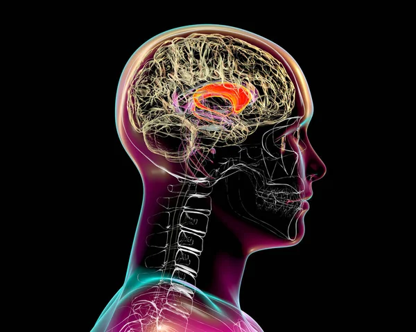 ヒトの脳で強調された核 3Dイラストを学習します 基底核は基底核の一部であり 運動過程と関連しており パーキンソン病に関与している — ストック写真
