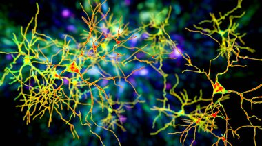 Nöronlar, Amygdala 'da bulunan beyin hücreleri, üç boyutlu illüstrasyon. Amigdalalar, limbik sistemin bir parçası olan temporal loblarda bulunan çekirdek kümeleridir. Nöronları hafızada, duygularda rol oynar.