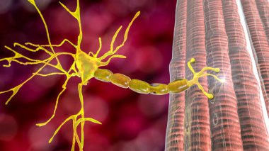 Motor neuron connecting to muscle fiber, 3D illustration. A neuromuscular junction allows the motor neuron to transmit a signal to the muscle causing contraction. It is affected by toxins and diseases clipart