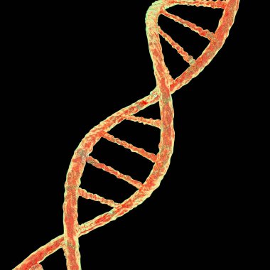 DNA molekülü, çift sarmal, üç boyutlu çizim. Genetik mutasyon ve genetik bozukluklar