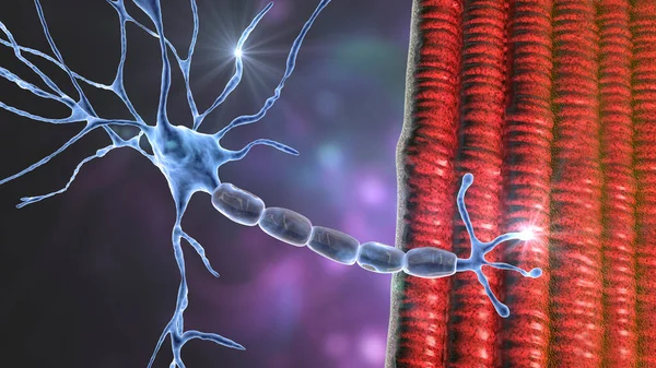 Motor Neuron Verbinding Met Spiervezels Illustratie Een Neuromusculaire Verbinding Staat — Stockfoto