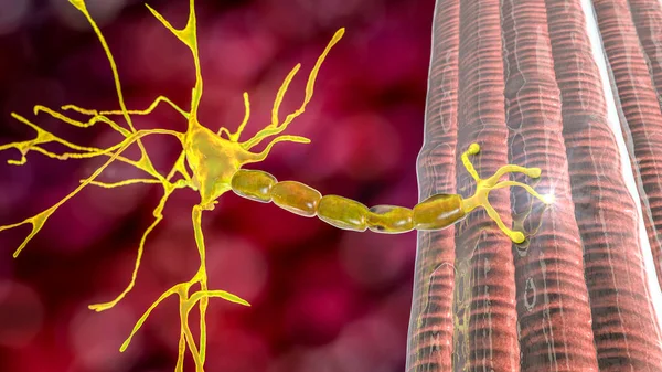 Neurona Motora Conectada Fibra Muscular Ilustración Una Unión Neuromuscular Permite — Foto de Stock