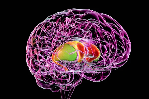 Dorsal striatum in the human brain, 3D illustration. It is a nucleus in the basal ganglia, consists of the caudate nucleus (red) and the putamen (green), is a component of the motor and reward systems