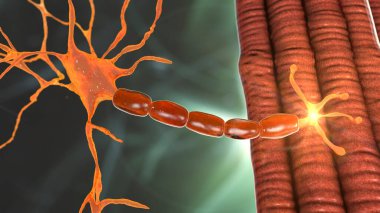 Motor neuron connecting to muscle fiber, 3D illustration. A neuromuscular junction allows the motor neuron to transmit a signal to the muscle causing contraction. It is affected by toxins and diseases clipart