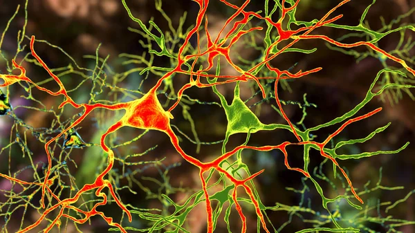 Neurons, brain cells located in Amygdala, 3D illustration. Amygdalas are clusters of nuclei within the temporal lobes, part of the limbic system, their neurons play role in memory, emotions
