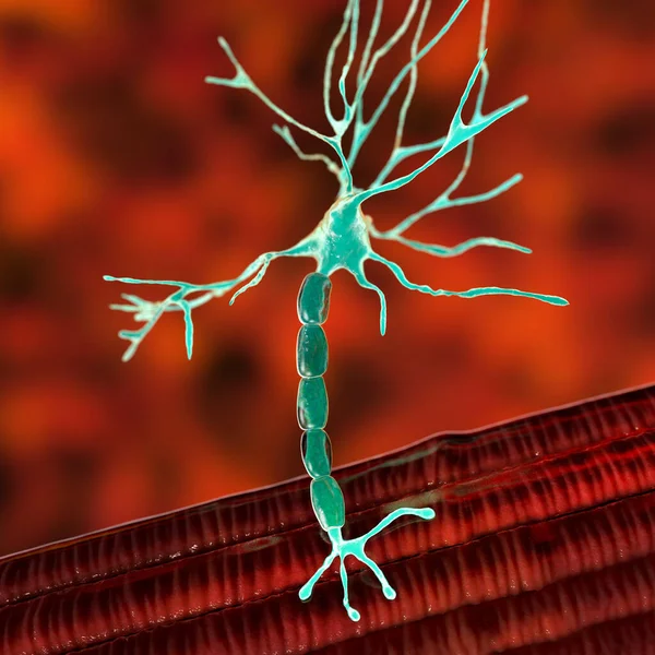 运动神经元连接到肌肉纤维 3D图解 神经肌肉结点允许运动神经元向肌肉传递信号 从而导致肌肉收缩 它受到毒素和疾病的影响 — 图库照片