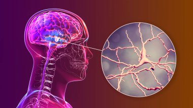 Orta beynin ve dopamin nöronlarının siyah maddesi, 3 boyutlu illüstrasyon. Siyah madde hareketi ve ödülü düzenler. Bozunması Parkinson hastalığının gelişmesinde önemli bir adımdır.