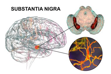 Black substance of the midbrain and its dopaminergic neurons, 3D illustration. Black substance regulates movement and reward, its degeneration is a key step in development of Parkinson's disease clipart