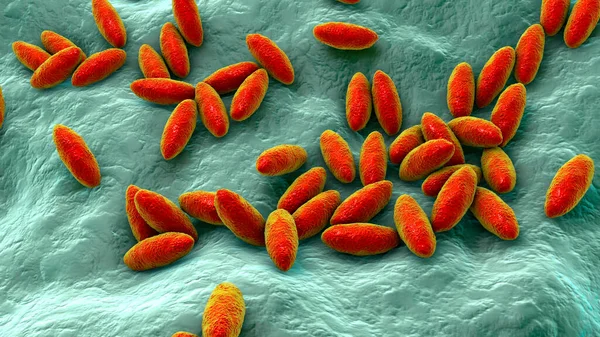 Bacterias Brucella Ilustración Bacterias Gramnegativas Que Causan Brucelosis Bovinos Humanos — Foto de Stock