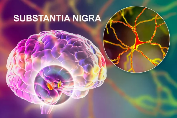 Black substance of the midbrain and its dopaminergic neurons, 3D illustration. Black substance regulates movement and reward, its degeneration is a key step in development of Parkinson\'s disease