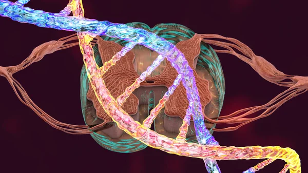 Hereditary spinal cord disorders, conceptual 3D illustration. Mutations in the DNA leading to spinal cord diseases. Spinal muscular atrophy, SMA. Neurogenetics, neurodegenerative disorders