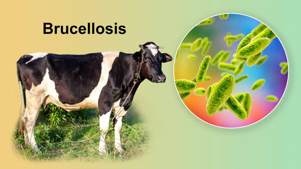 Brucellosis. 3D illustration of bacteria Brucella and photo of a cow. Brucella bacteria are transmitted to human from cattle and other animals by direct contact with ill animal or by contaminated milk