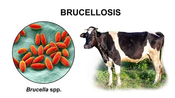 Brucelóza Ilustrace Bakterií Brucella Fotografie Krávy Bakterie Brucella Přenášejí Člověka — Stock fotografie