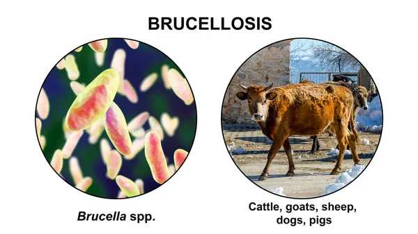 Brucellosis Illustration Bacteria Brucella Photo Cow Brucella Bacteria Transmitted Human — Stock Photo, Image