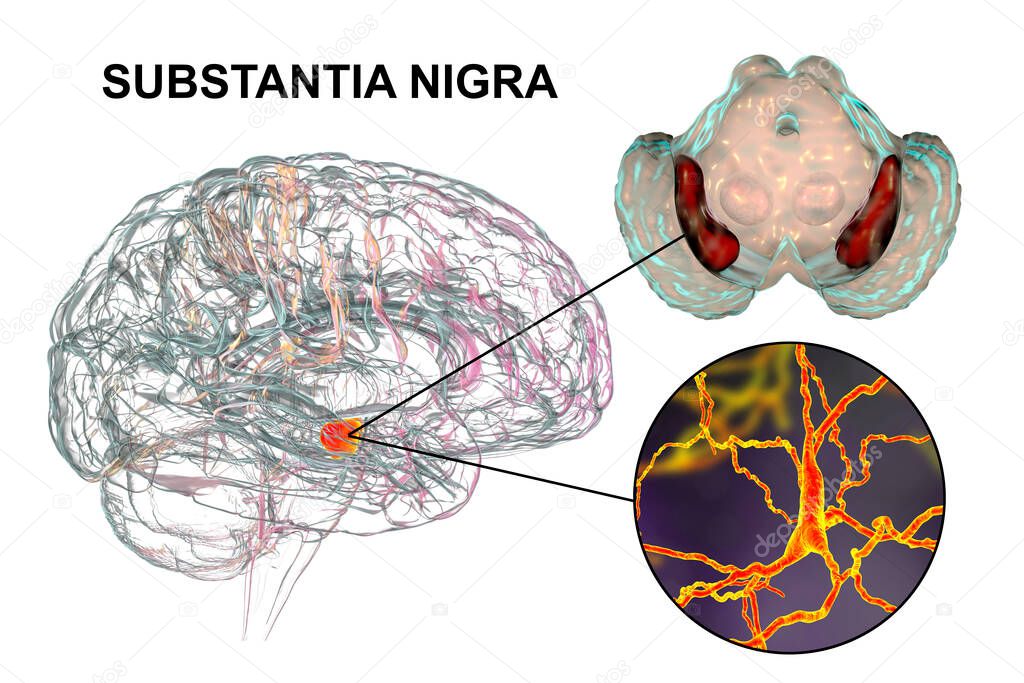 Black substance of the midbrain and its dopaminergic neurons, 3D illustration. Black substance regulates movement and reward, its degeneration is a key step in development of Parkinson's disease