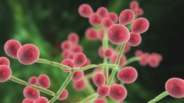 Fungemia, sistemik mantar enfeksiyonu, Candida fungi in blood, Candida Auris, Candida Ciferrii or other maya, 3D animasyon