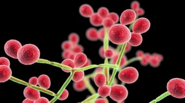 Fungemia, sistemik mantar enfeksiyonu, Candida fungi in blood, Candida Auris, Candida Ciferrii or other maya, 3D animasyon