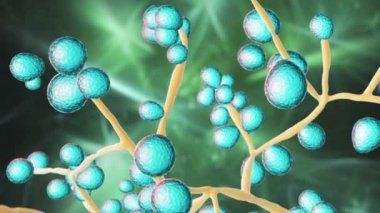 Fungemia, sistemik mantar enfeksiyonu, Candida fungi in blood, Candida Auris, Candida Ciferrii or other maya, 3D animasyon