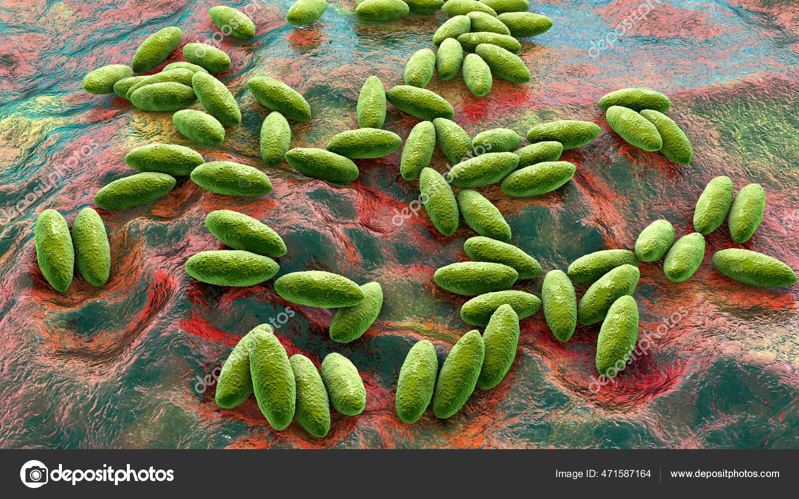 Brucella Bacteria Illustration Gram Negative Bacteria Cause Brucellosis Cattle Humans Stock