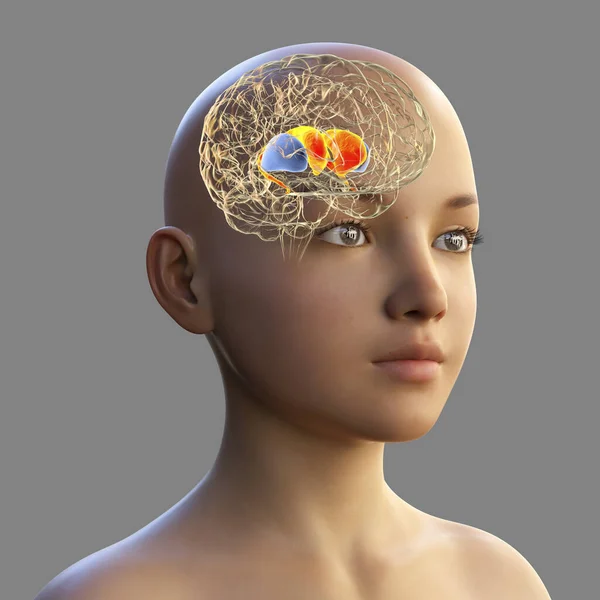 Striatum Dorsal Creierul Copilului Ilustrație Este Nucleu Ganglionii Bazali Constă — Fotografie, imagine de stoc