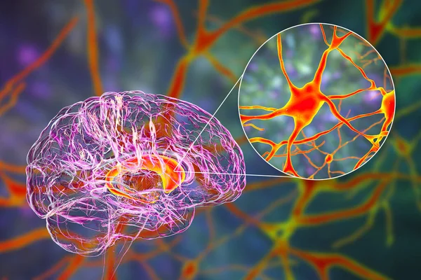 Núcleos Caudado Cerebro Humano Sus Neuronas Ilustración Núcleo Caudado Componente — Foto de Stock