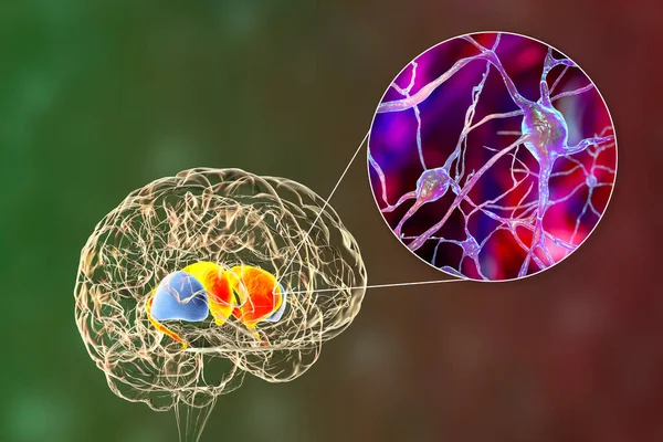 Rysunki Grzbietowe Mózgu Bliski Widok Jego Neuronów Ilustracja Jest Jądro — Zdjęcie stockowe