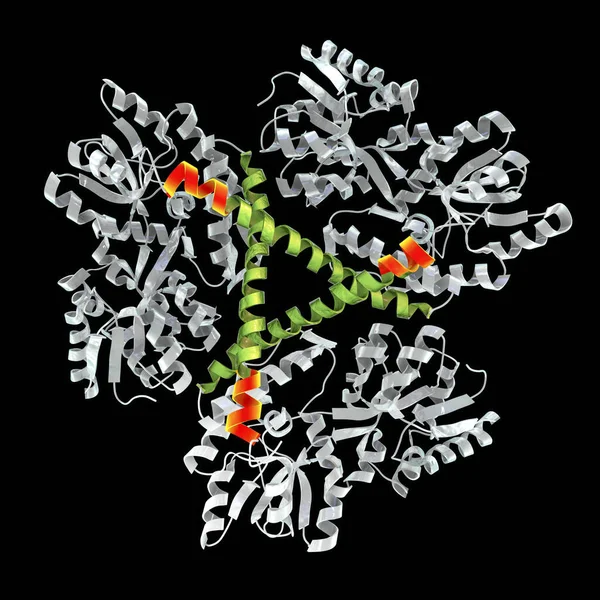 Molecule of the mutated Huntingtin protein, mHtt, the cause of Huntington\'s disease, 3D illustration. mHtt contains polyglutamine expansion (polyQ, orange) in the first exon of huntingtin protein