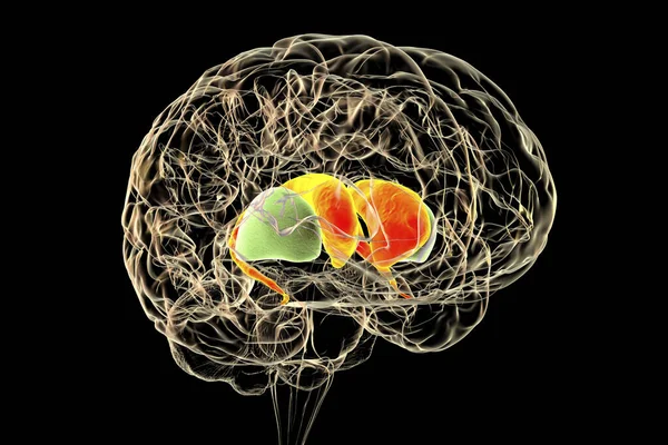 Estriado Dorsal Cerebro Humano Ilustración Núcleo Los Ganglios Basales Consiste — Foto de Stock