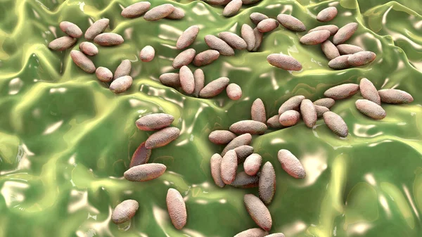 Brucella Bacterie Illustratie Gram Negatieve Bacteriën Die Brucellose Veroorzaken Bij — Stockfoto